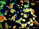 A150011-Coloured_STEM_image_of_uranium_atoms-SPL.jpg.jpg