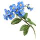 pngtree-delicate-blue-forget-me-not-flowers-in-full-bloom-png-image_20300366.png.jpg